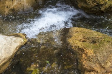 Ormanda su hızlı bir akış akış