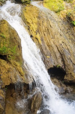 Ormanda su hızlı bir akış akış
