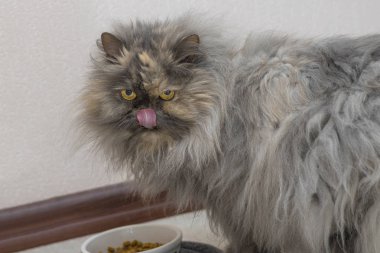 Farsça kedi dumanlı renk gıda ile Bowl yaladı