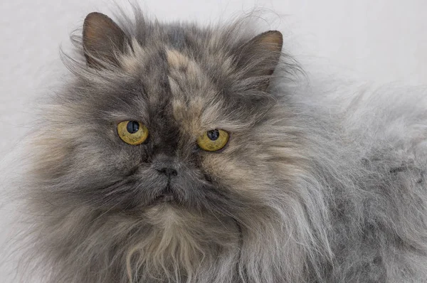 Персидський кіт Смокі колір виглядає into камери крупним планом — стокове фото