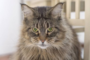 Farsça kedi yakın çekim