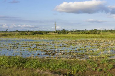 Pirinç alan, yeşil lahanası su ile kaplıdır