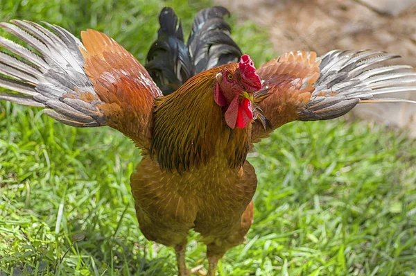 Bela galo contra um fundo de verde grama espalhar seu wi — Fotografia de Stock