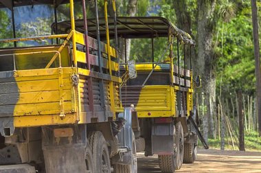 Bir sütun askeri kamyon yol boyunca ormanda sürmek.