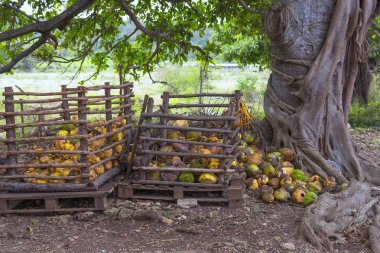 bir ağacın altında bir yığın içine kazıklı olgunlaşmış hindistancevizi