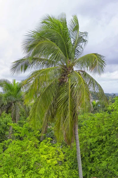 Coconut palm står ljust ut mot bakgrund av en clo — Stockfoto