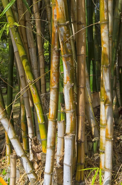 Wild bamboo in the jungles of exotic countries