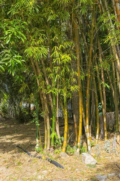 Bambou sauvage dans les jungles des pays exotiques — Photo