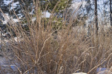 Kış sabah güneş tarafından aydınlatılmış willow çalılar ile kaplı
