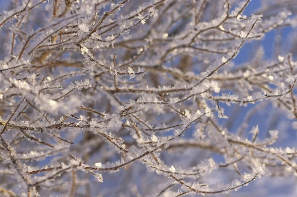 Ramas desnudas cubiertas de heladas con nieve y primeros planos de hielo — Foto de Stock
