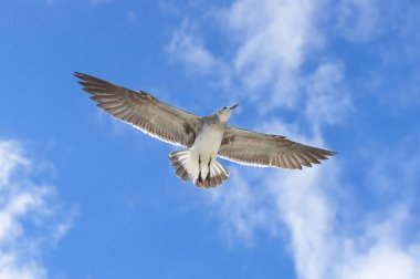 Martı gökyüzünde kuş