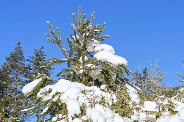 Abeto verde en invierno cubierto de nieve blanca contra el blu — Foto de Stock