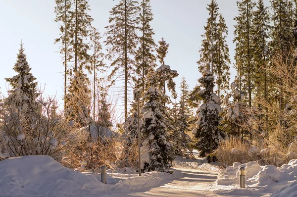 Camino nevado de invierno en el bosque entre abetos altos, temprano wi — Foto de Stock