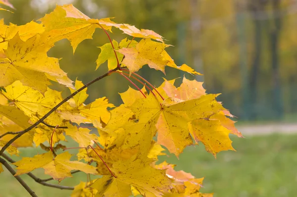 Herbstlaub am Baum — Stockfoto