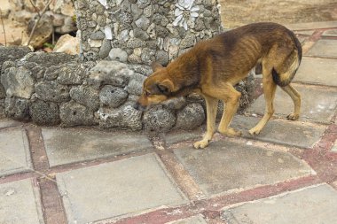 Bir sokak köpeği, bir ana yemek ve aşk yaka, lif yokluğu