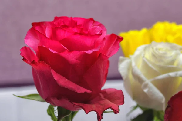 Çiçekler diğer renk arka plan üzerinde kırmızı gül bud açıldı — Stok fotoğraf