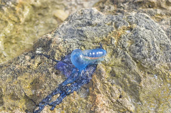 Medusas do mar de cor azul é jogado por uma onda na pedra costeira — Fotografia de Stock