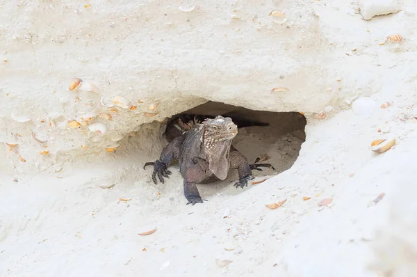 Grande Iguana escamosa dinossauro pré-histórico saindo da caverna — Fotografia de Stock