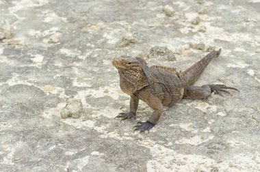 Kum çerçevede bir büyük pullu Iguana yakın çekim