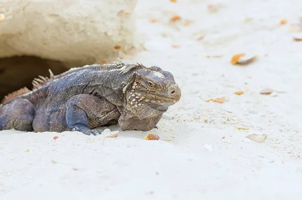 Large scaly Iguana close-up against a background of sand