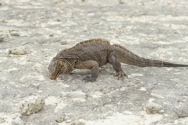 Grande Iguana escamosa close-up contra um fundo de areia — Fotografia de Stock