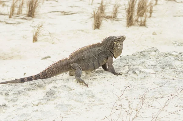 Iguana encontra-se em uma pedra que se aquece no sol quente — Fotografia de Stock