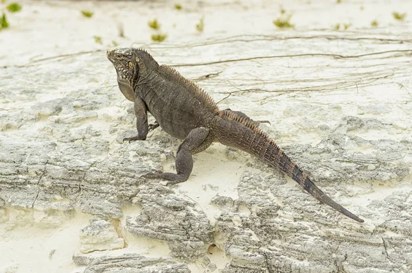 Grande Iguana escamosa close-up contra um fundo de areia — Fotografia de Stock