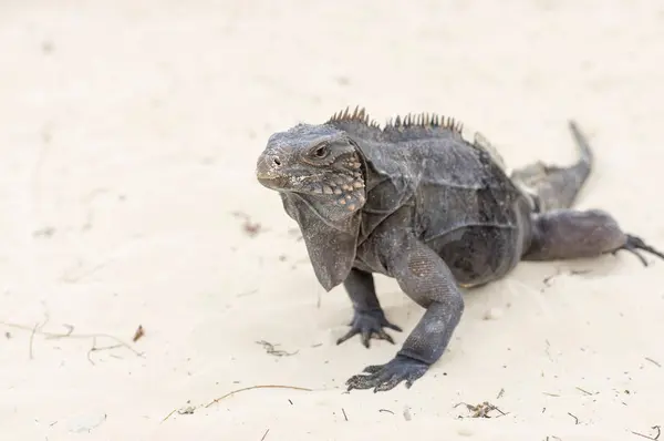 Uma iguana grande caminha a areia para a câmera close-up — Fotografia de Stock