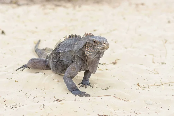 Uma iguana grande caminha a areia para a câmera close-up — Fotografia de Stock