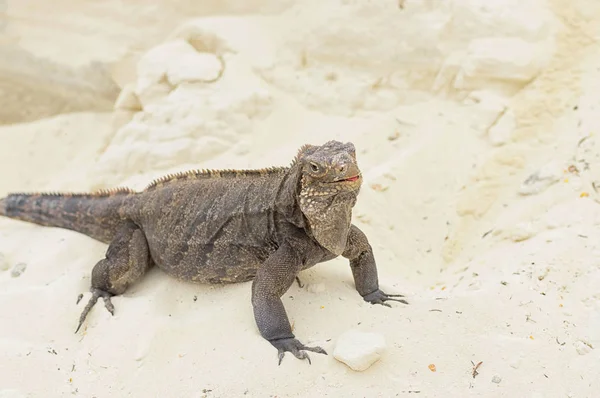 Grande Iguana escamosa close-up contra um fundo de areia — Fotografia de Stock