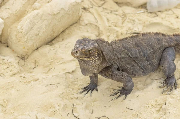 Grande Iguana escamosa close-up contra um fundo de areia — Fotografia de Stock