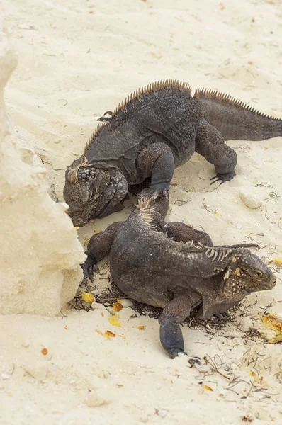 Dois close-ups iguana dividir a comida encontrada contra o backgroun — Fotografia de Stock