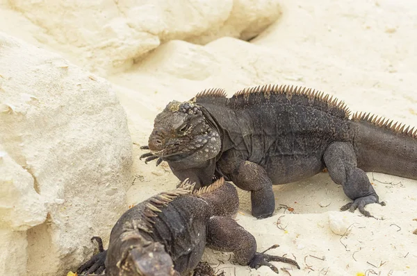 Dois close-ups iguana dividir a comida encontrada contra o backgroun — Fotografia de Stock