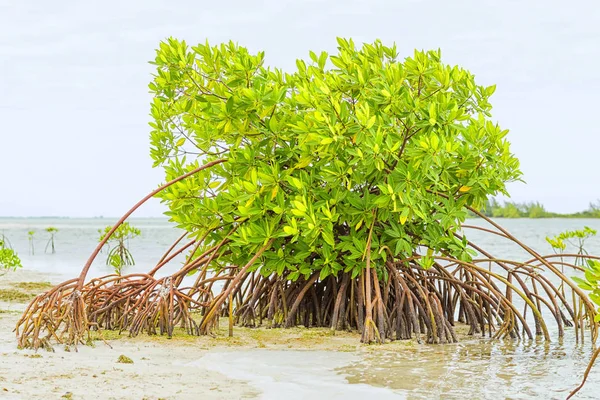 Mangrove växa i grunt havsvatten — Stockfoto