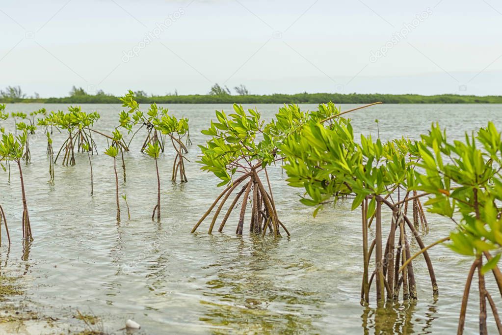 Mangroves grow in shallow ocean water