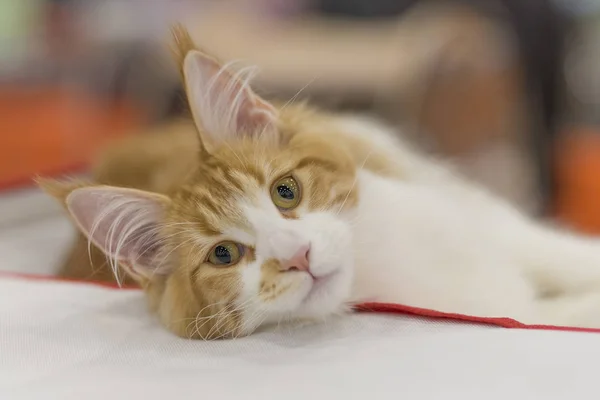 Красная кошка с кисточками на ушах и белой грудью, крупным планом — стоковое фото