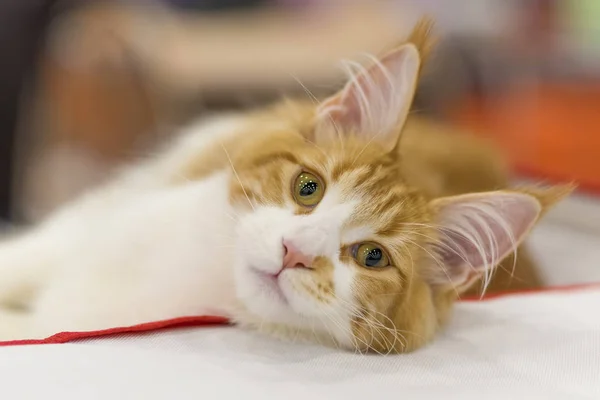 Gato rojo con borlas en las orejas y pecho blanco, primer plano — Foto de Stock