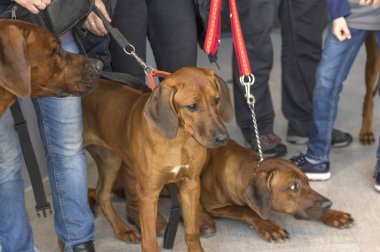 Rodezya Ridgeback stenografi av köpeği