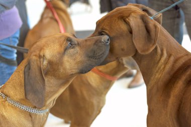İki Rodezya Ridgeback köpekler birbirlerine burnunu çekmek