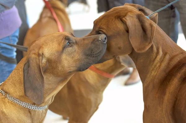 Dos perros Rhodesian Ridgeback olfatean entre sí — Foto de Stock