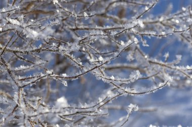 Frost kar ve buz yakın çekimler ile kaplı çıplak dalları