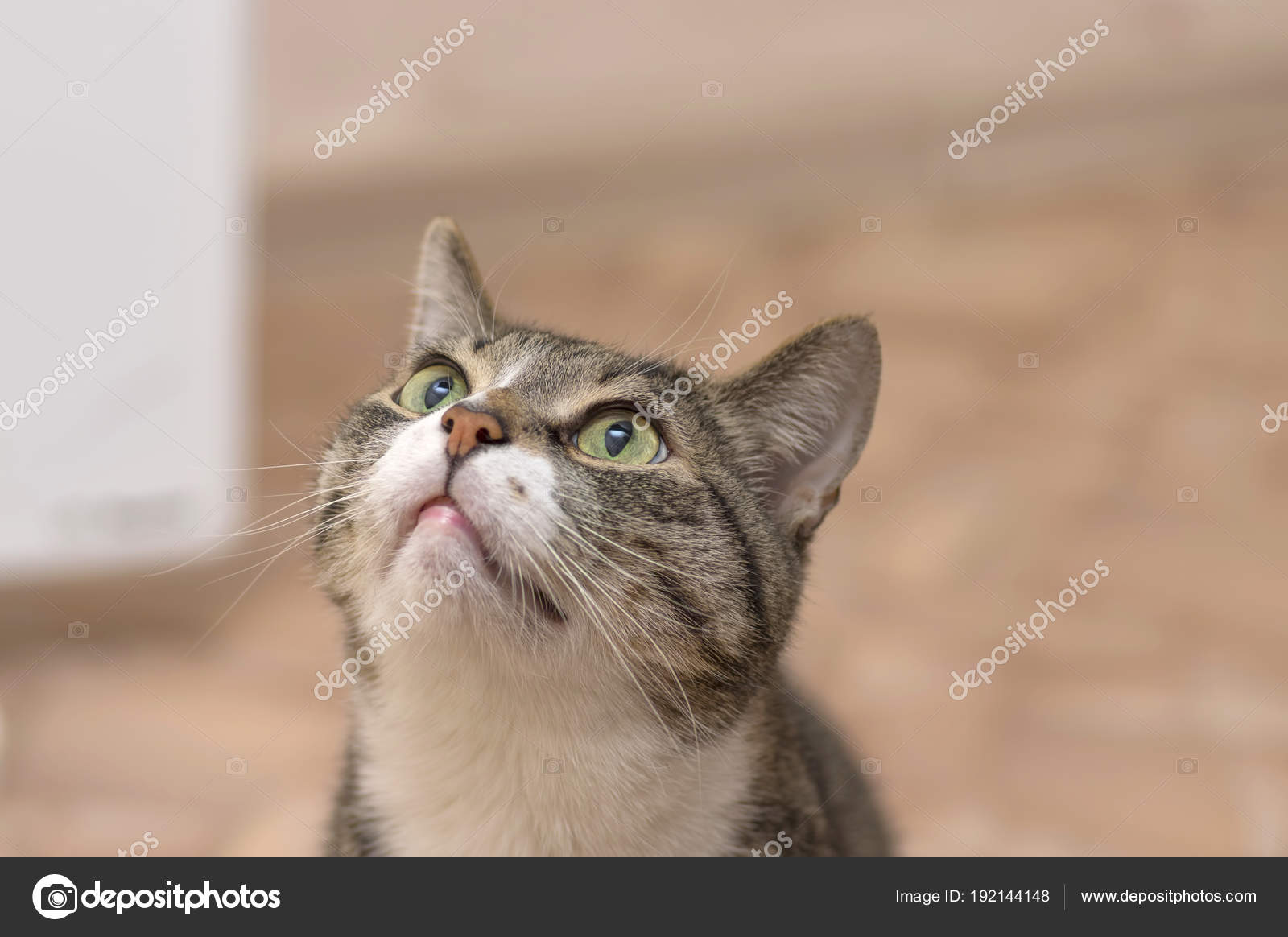 Graue Katze Mit Dunklen Streifen Nachschlagen Von Close Up