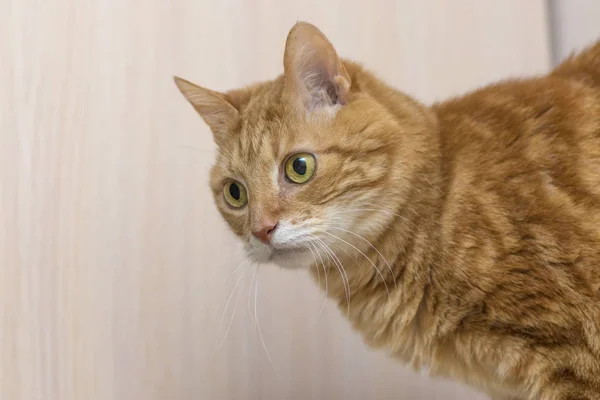 Fluffy gato rojo con grandes ojos verdes primer plano — Foto de Stock