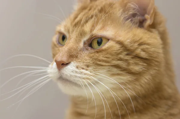 Красная кошка со строгим взглядом с большими зелеными глазами крупным планом — стоковое фото