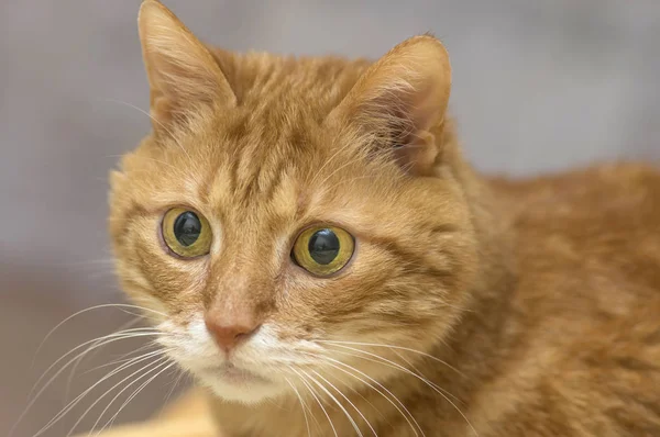 Fluffy gato rojo mira a la cámara con grandes ojos verdes — Foto de Stock