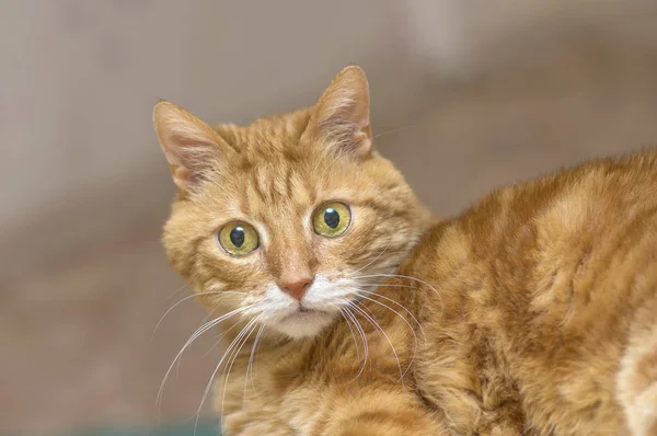 Fluffy gato rojo mira a la cámara con grandes ojos verdes primer plano — Foto de Stock