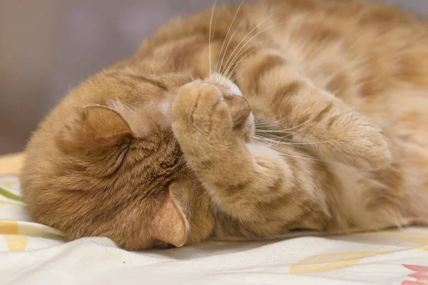 FRed gato deitado em um tapete cobrindo seu focinho com sua pata — Fotografia de Stock