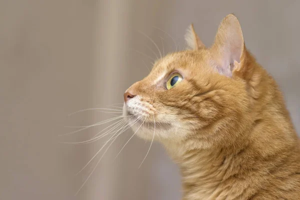 Fluffy gato rojo con grandes ojos verdes primer plano Fotos De Stock Sin Royalties Gratis