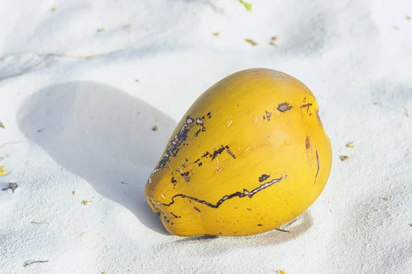 ココナッツから落ちたヤシの木、砂の上にあるクローズ アップ — ストック写真