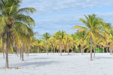 Dünya, güneş ve kum deniz kenarında palmiye ağaçları ile göksel yer